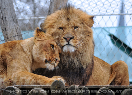 Afrikanische L�wen 06