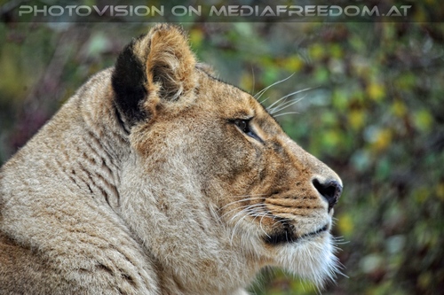 Afrikanische L�wen 11