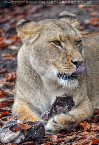 Afrikanische L�wen 13