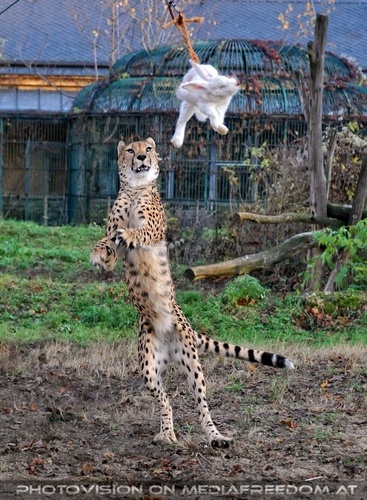Geparden F�tterung im Lauf 03