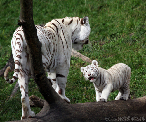 Burani und einer der F�nflinge