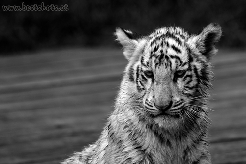 B/W Portrait weisser Tiger