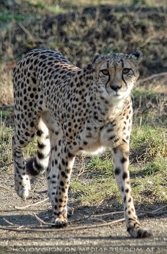 Gepard 1
