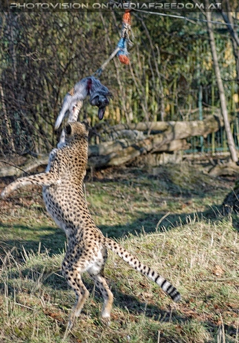 Gepard 2