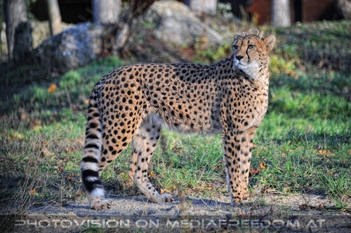 Gepard 3