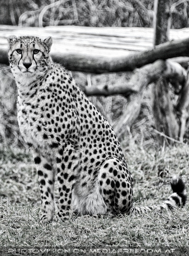 Gepard 4