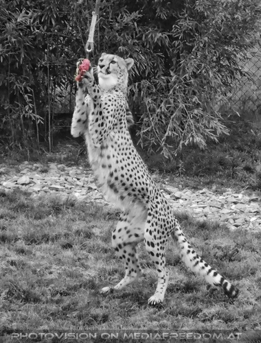 Gepard - Futter gefangen