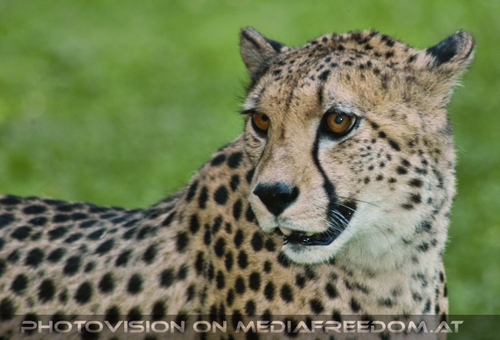 Gepard