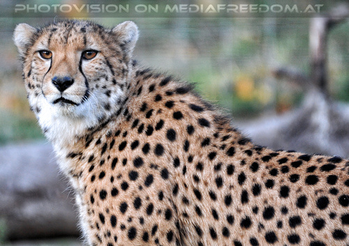 Geparde 04