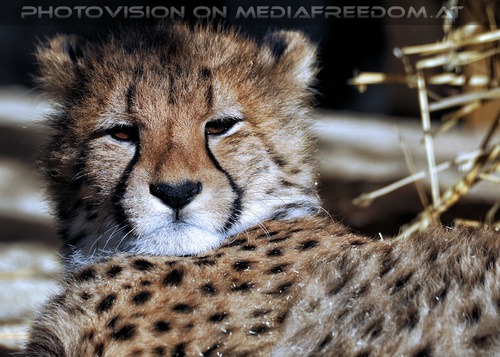Geparde 08