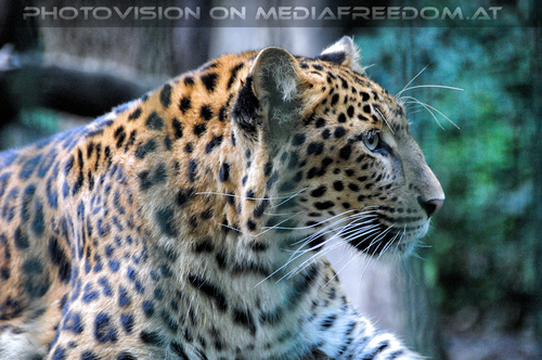 Leoparden 01