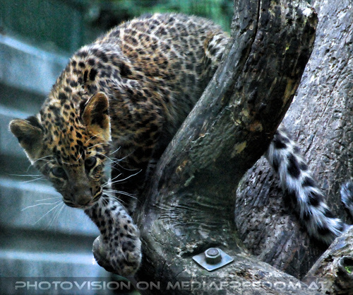 Leoparden Babys 01