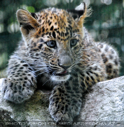 Leoparden Babys 03