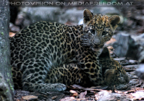 Leoparden Babys 08