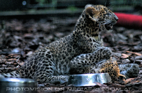 Leoparden Babys 10