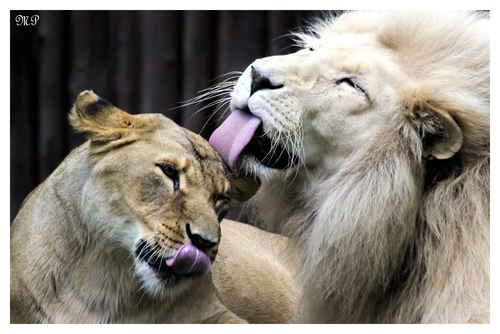 Lions in Love
