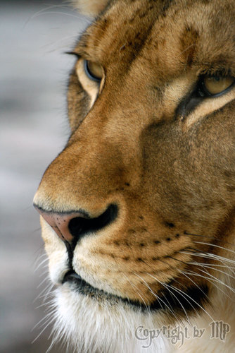 L�wen Weibchen Profilansicht