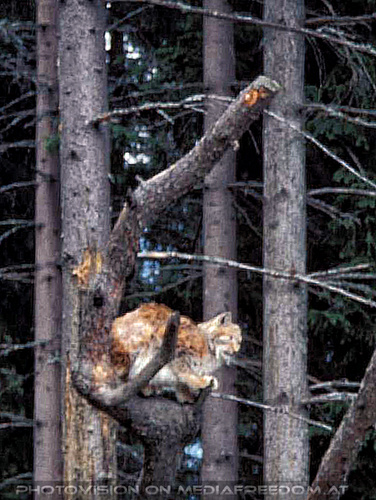 Luchs 1