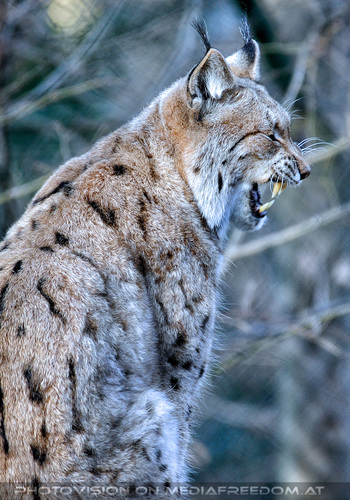 Luchs 2