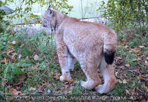Luchs 3