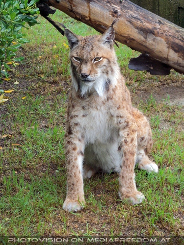 Luchs