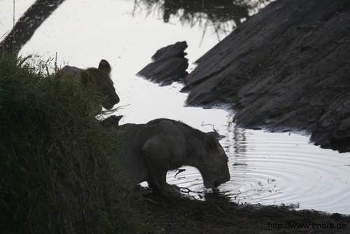 l�wen, geparde und anderes getier - mit den tieren der savanne auf du und du