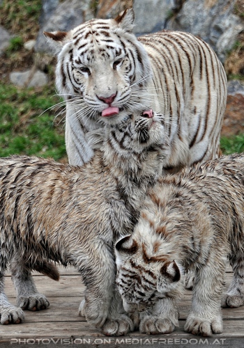 Reich der wei�en Tiger Drillinge 17