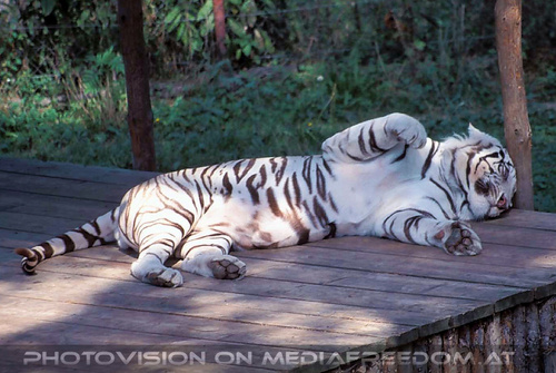 Schlafender weisser Tiger