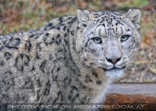 Schneeleopard Portrait