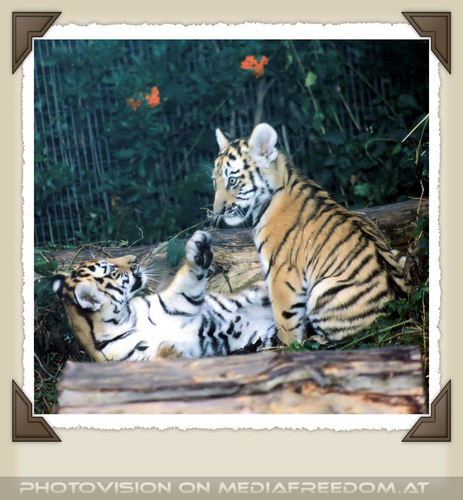 Tigerbabys beim spielen