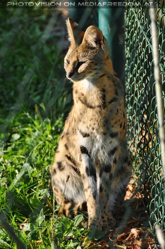 Serval