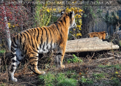 Sibirischer Tiger 03