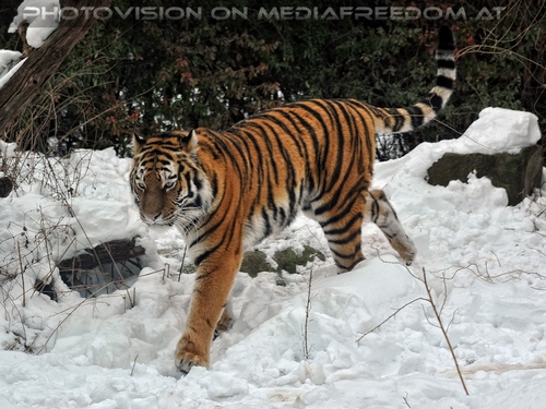 Sibirischer Tiger 07