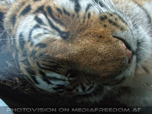 Sibirischer Tiger schl�ft