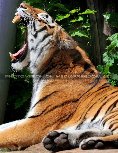 Sibirischer Tiger