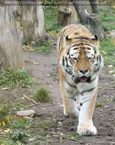 Straight ahead - Tiger