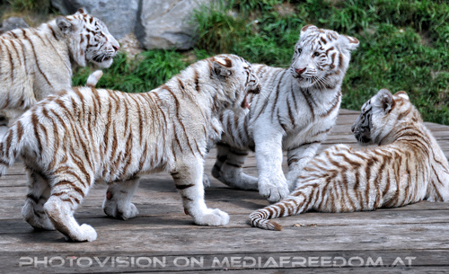 Wei�e Tiger Vierlinge 04