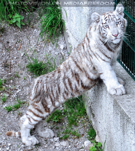 Wei�e Tiger Vierlinge 15