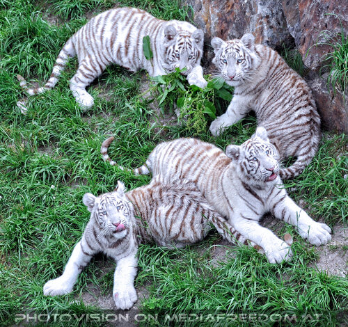 Wei�e Tiger Vierlinge 17