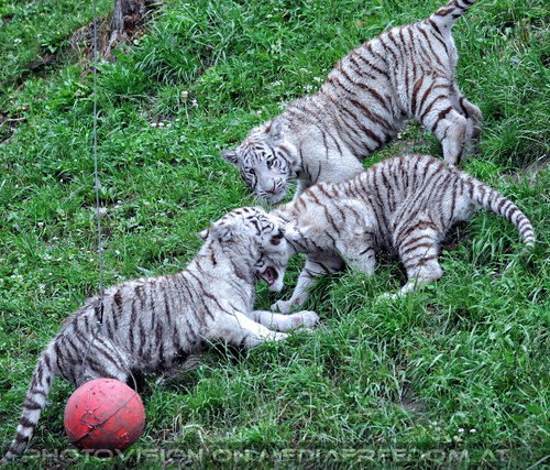 Wei�e Tiger Vierlinge 23