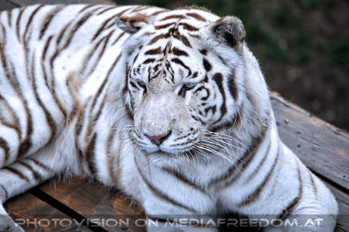 Wei�e Tiger Vierlinge 32