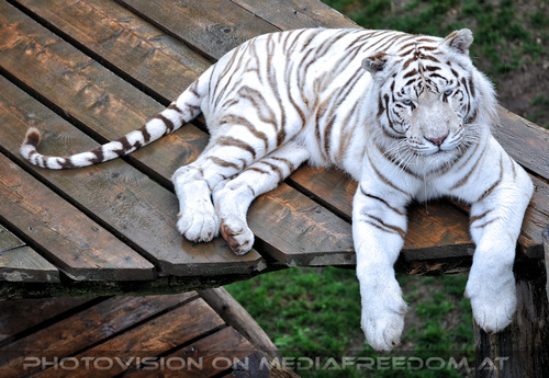 Wei�e Tiger Vierlinge 33