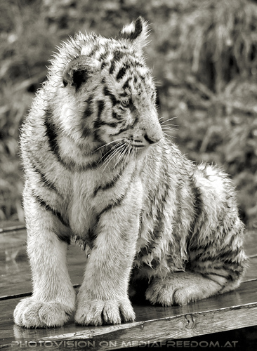 Wei�e Tiger Vierlinge 34