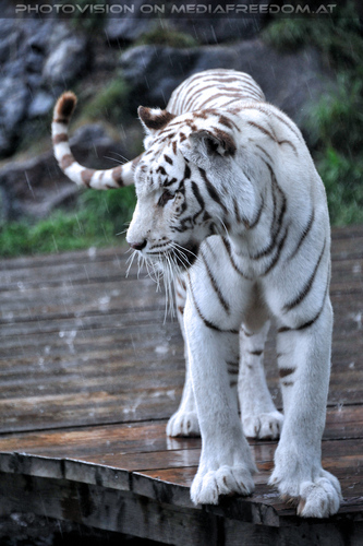 Wei�e Tiger Vierlinge 36