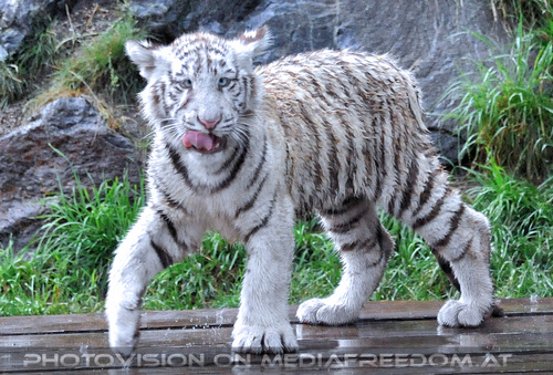 Wei�e Tiger Vierlinge 37