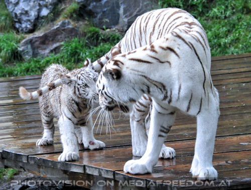 Wei�e Tiger Vierlinge 40