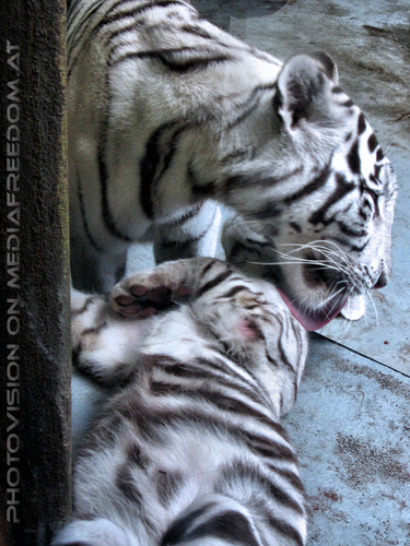 Wei�e Tigerfamilie 08