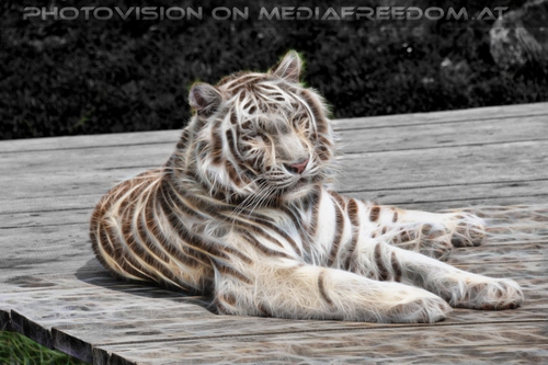 Weisser Tiger Vision