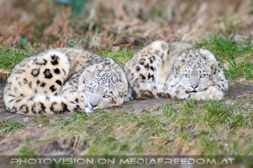 Schneeleoparden