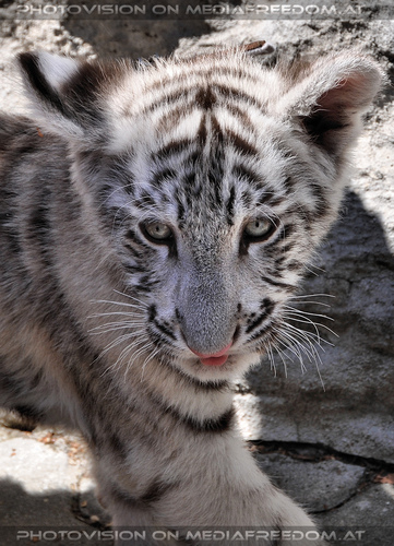 White Tiger Family 19